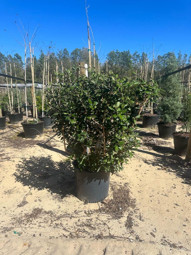 acca-sellowiana-pineapple-guava-feijoa-sellowiana