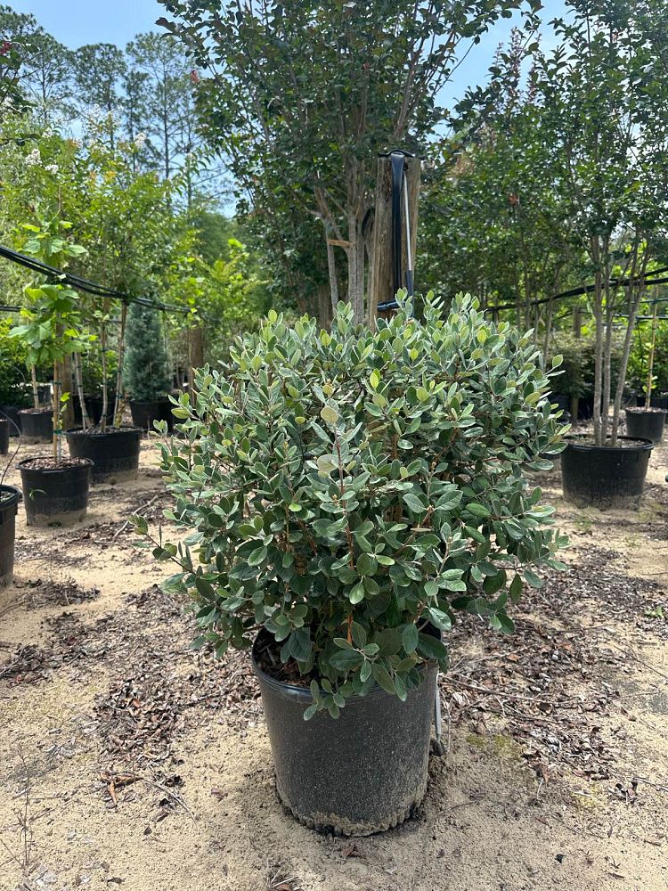 acca-sellowiana-pineapple-guava-feijoa-sellowiana