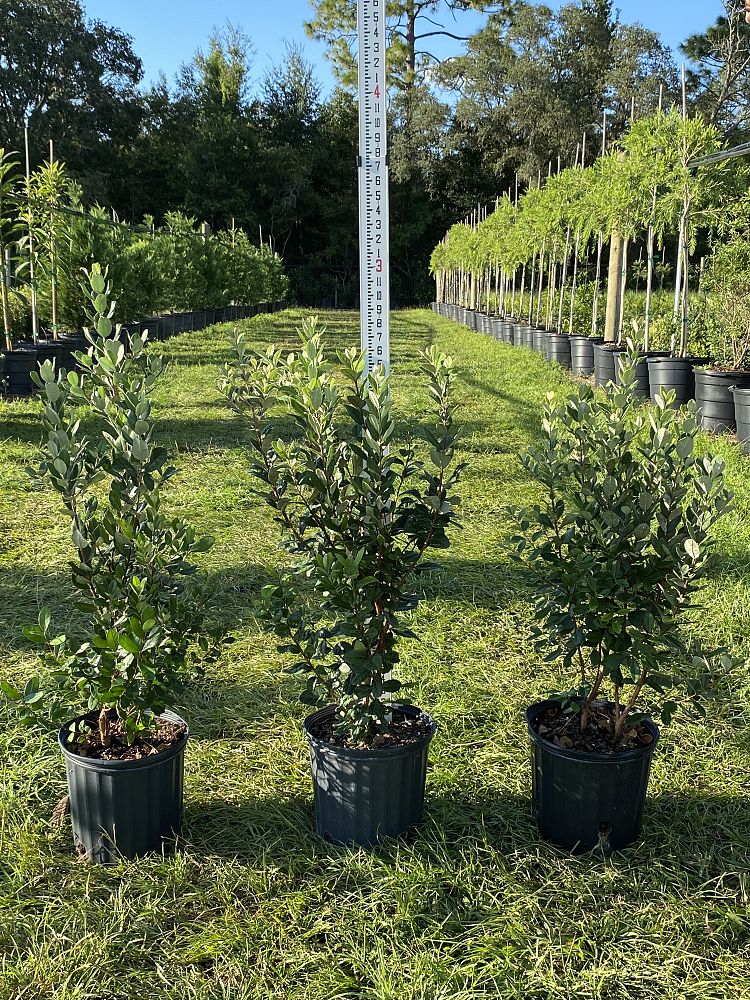 acca-sellowiana-pineapple-guava-feijoa-sellowiana