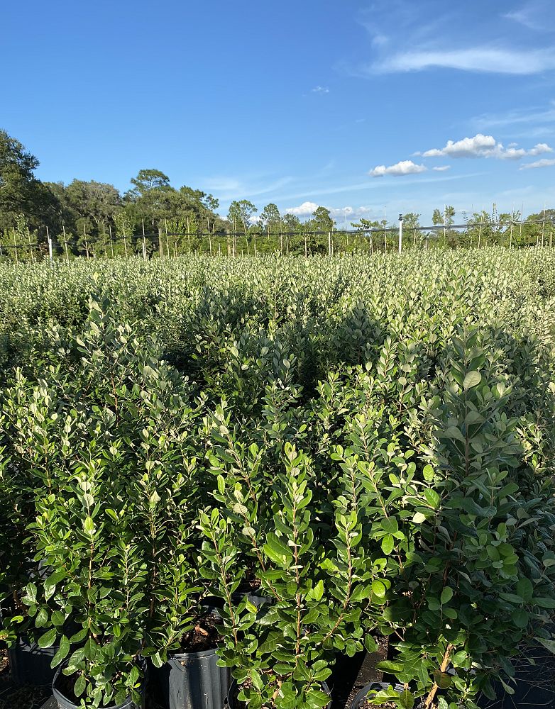 acca-sellowiana-pineapple-guava-feijoa-sellowiana