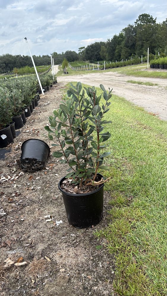 acca-sellowiana-pineapple-guava-feijoa-sellowiana