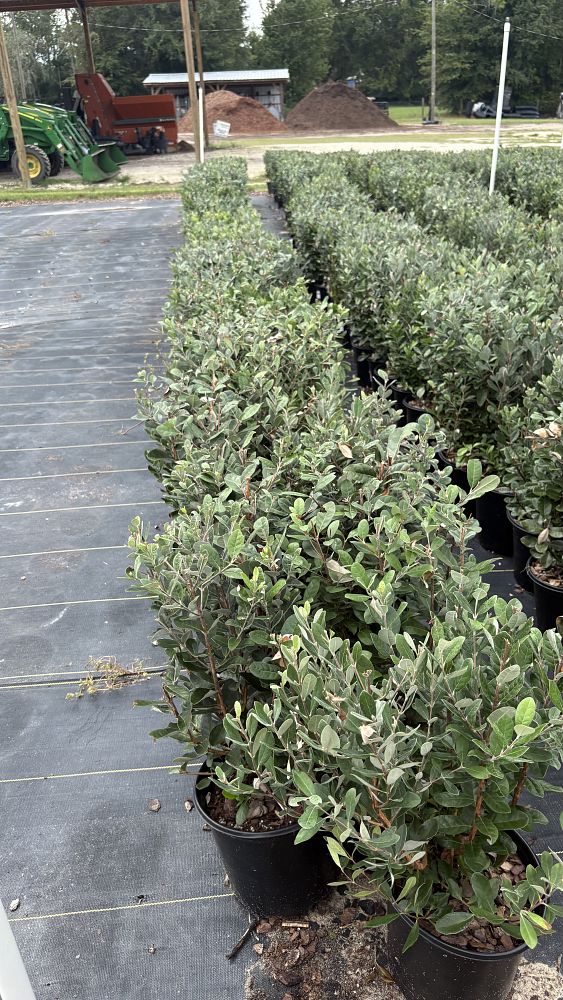 acca-sellowiana-pineapple-guava-feijoa-sellowiana