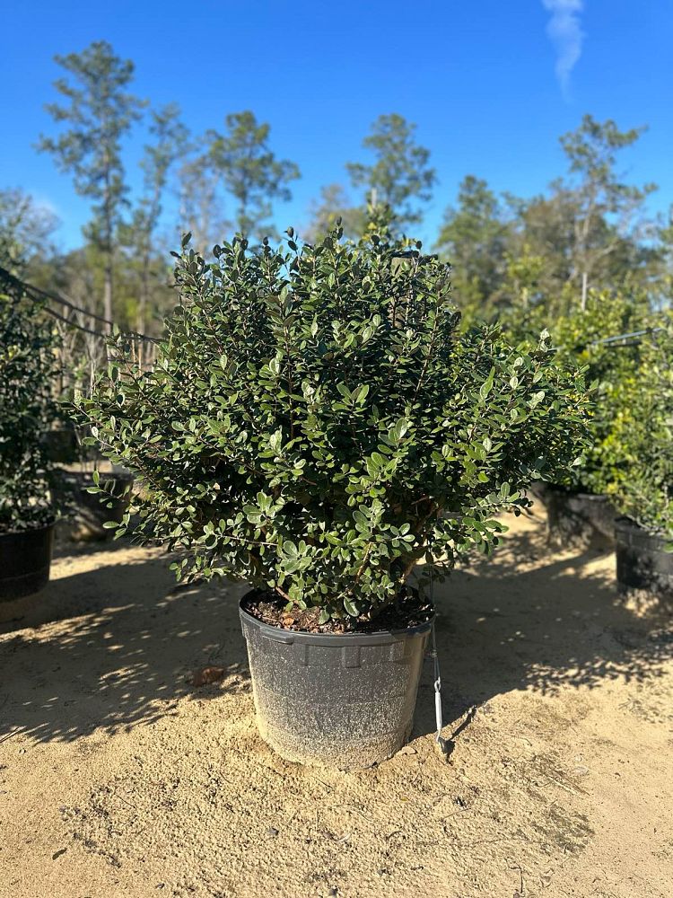 acca-sellowiana-pineapple-guava-feijoa-sellowiana