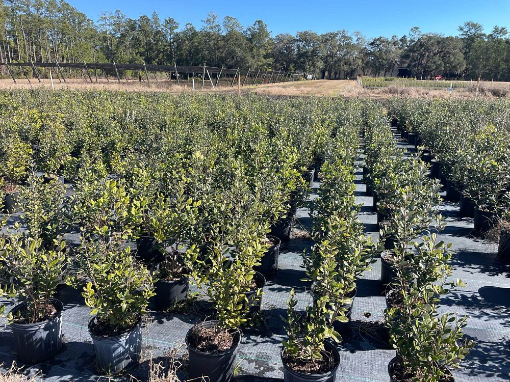 acca-sellowiana-pineapple-guava-feijoa-sellowiana