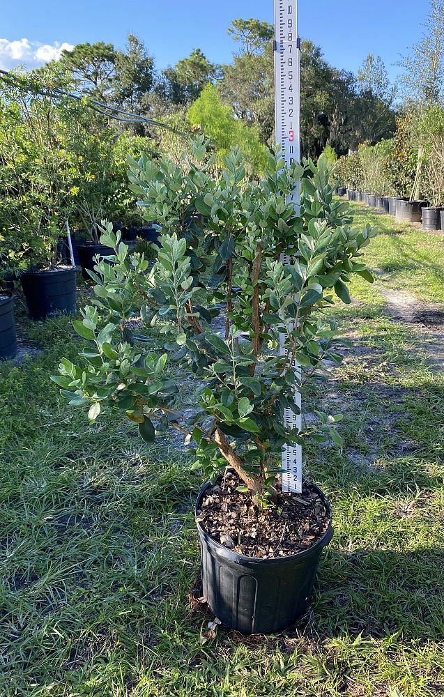 acca-sellowiana-pineapple-guava-feijoa-sellowiana