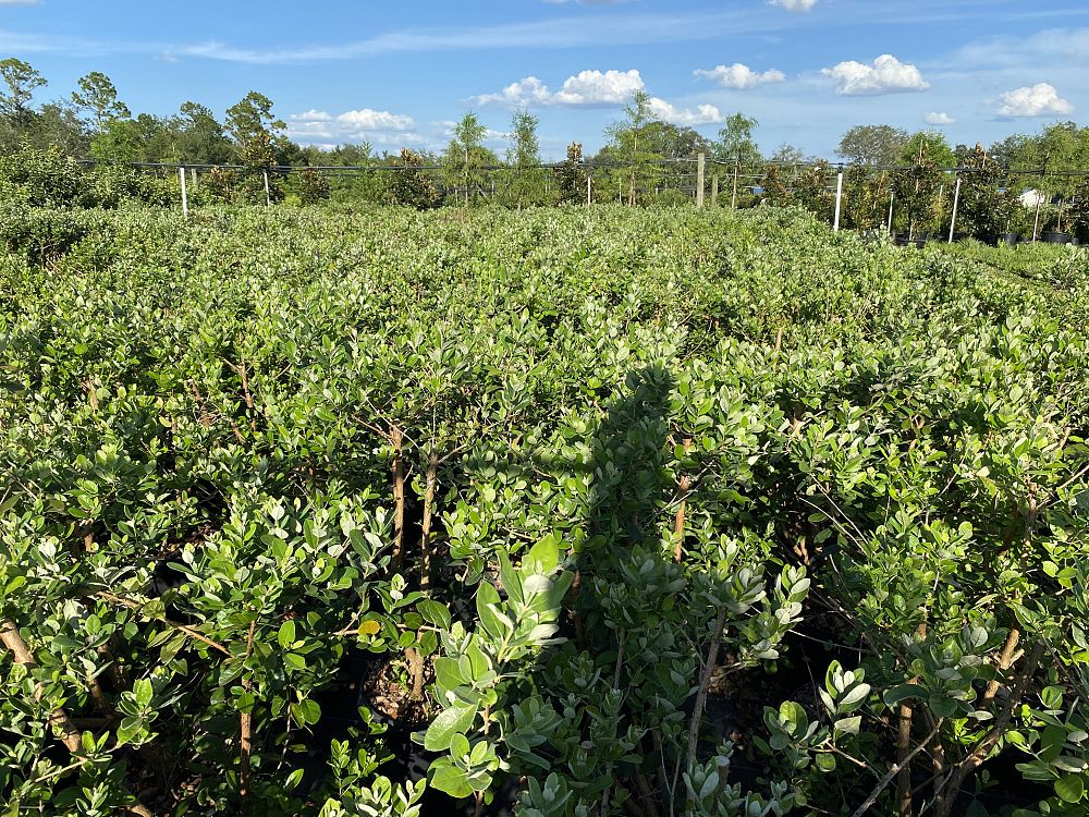 acca-sellowiana-pineapple-guava-feijoa-sellowiana