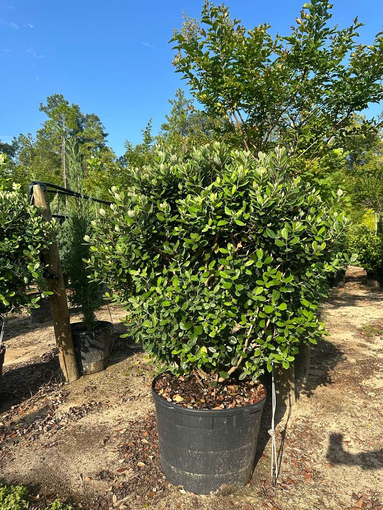 acca-sellowiana-pineapple-guava-feijoa-sellowiana