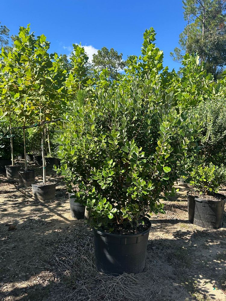 acca-sellowiana-pineapple-guava-feijoa-sellowiana