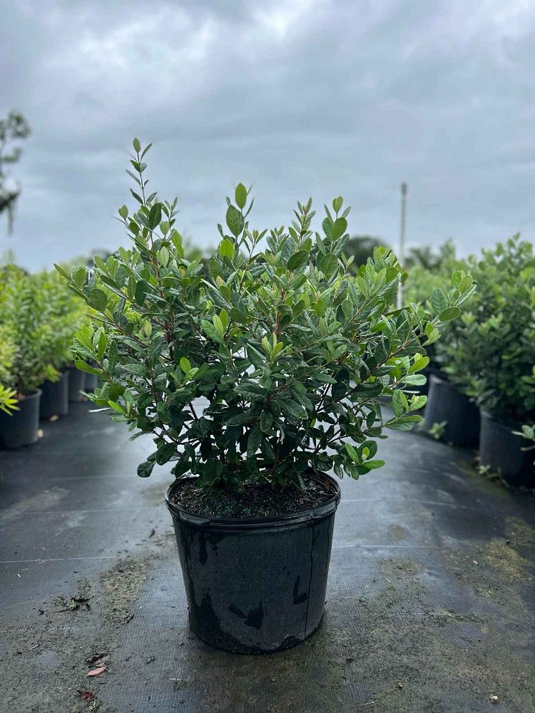 acca-sellowiana-pineapple-guava-feijoa-sellowiana