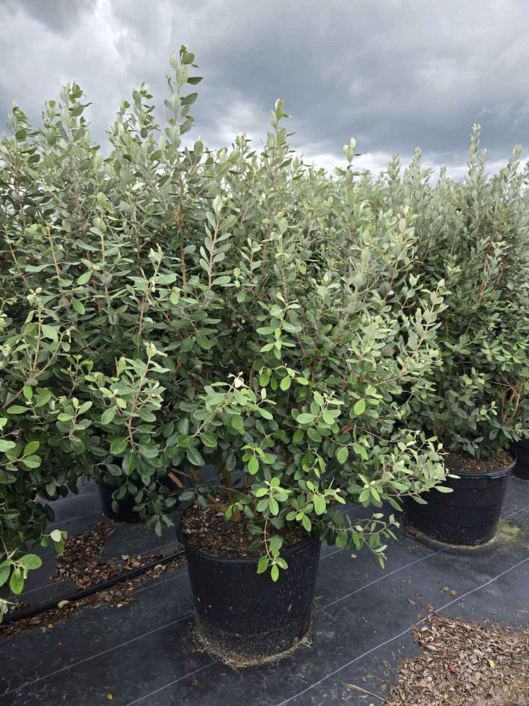 acca-sellowiana-pineapple-guava-feijoa-sellowiana