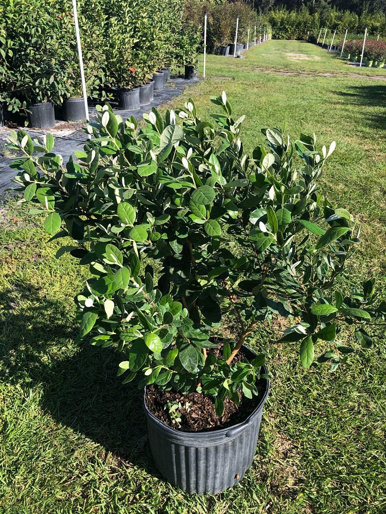 acca-sellowiana-pineapple-guava-feijoa-sellowiana