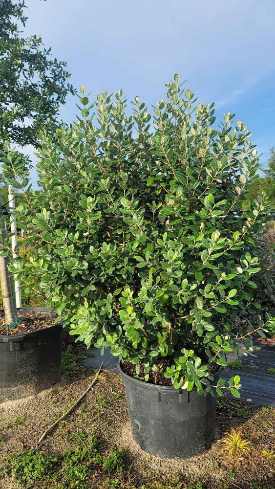 acca-sellowiana-pineapple-guava-feijoa-sellowiana