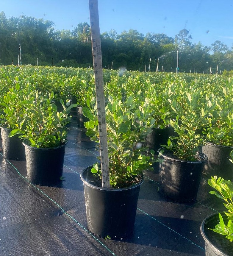 acca-sellowiana-pineapple-guava-feijoa-sellowiana
