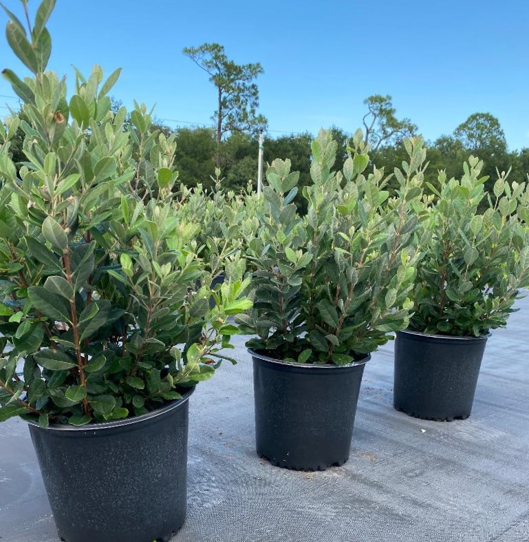acca-sellowiana-pineapple-guava-feijoa-sellowiana