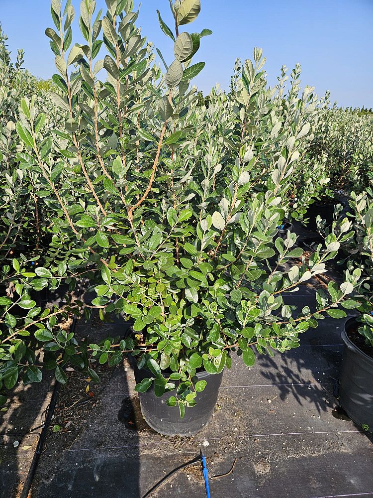 acca-sellowiana-pineapple-guava-feijoa-sellowiana