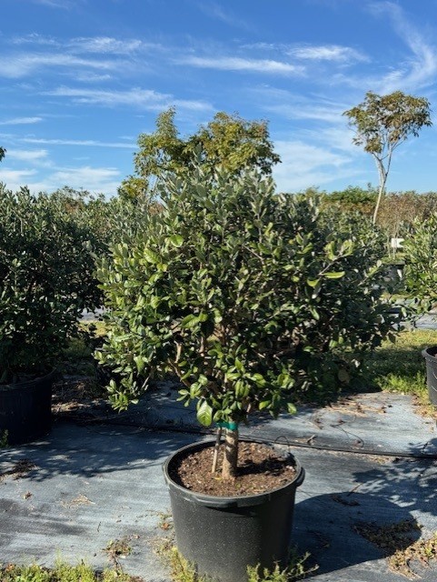 acca-sellowiana-pineapple-guava-feijoa-sellowiana