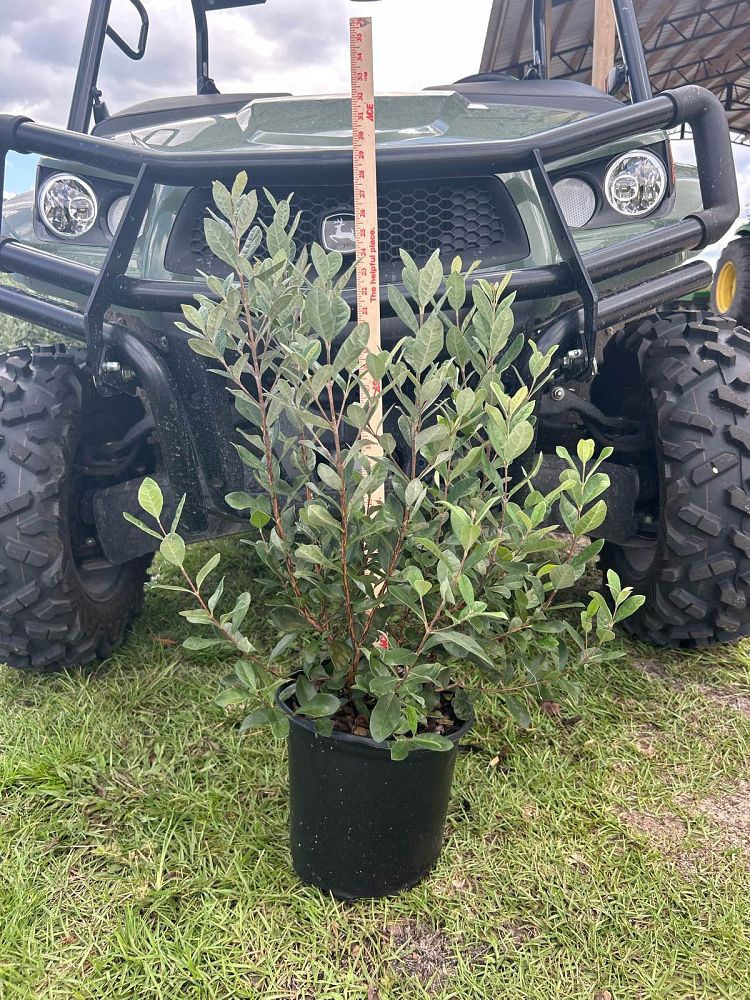 acca-sellowiana-pineapple-guava-feijoa-sellowiana