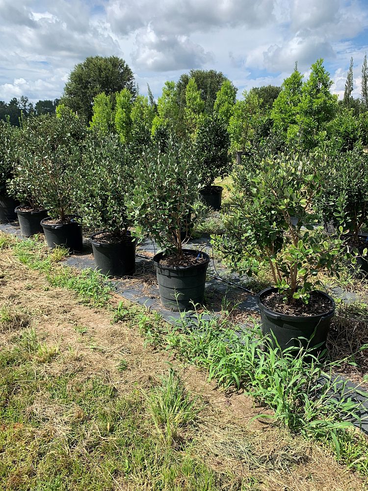 acca-sellowiana-pineapple-guava-feijoa-sellowiana