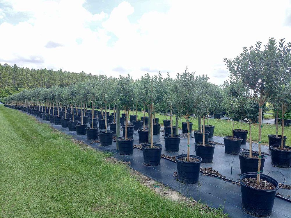 acca-sellowiana-pineapple-guava-feijoa-sellowiana