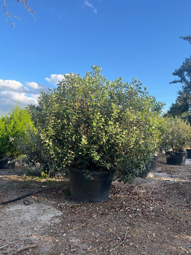 acca-sellowiana-pineapple-guava-feijoa-sellowiana