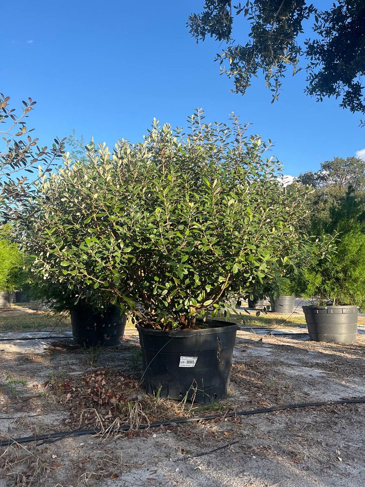 acca-sellowiana-pineapple-guava-feijoa-sellowiana