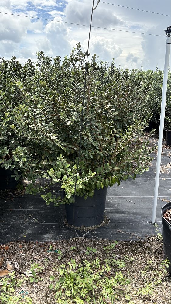 acca-sellowiana-pineapple-guava-feijoa-sellowiana