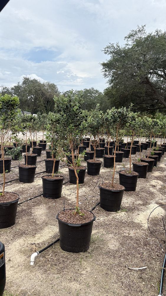 acca-sellowiana-pineapple-guava-feijoa-sellowiana