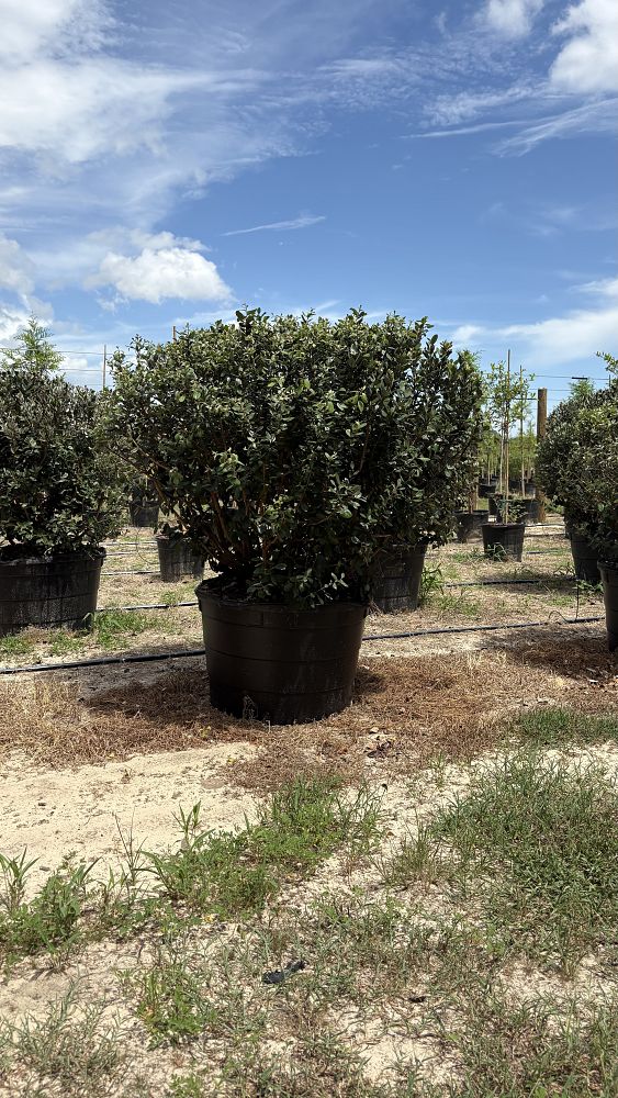 acca-sellowiana-pineapple-guava-feijoa-sellowiana