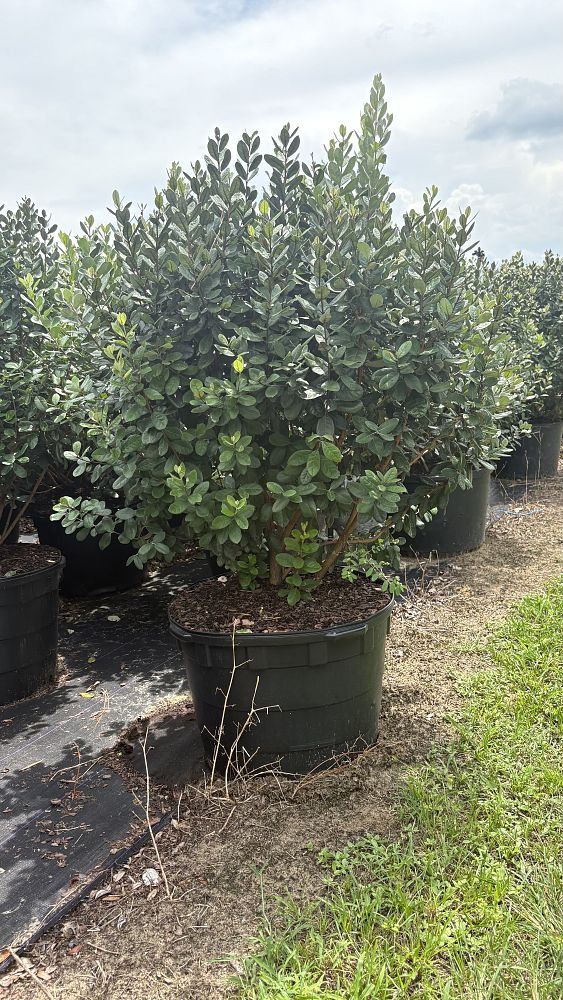 acca-sellowiana-pineapple-guava-feijoa-sellowiana