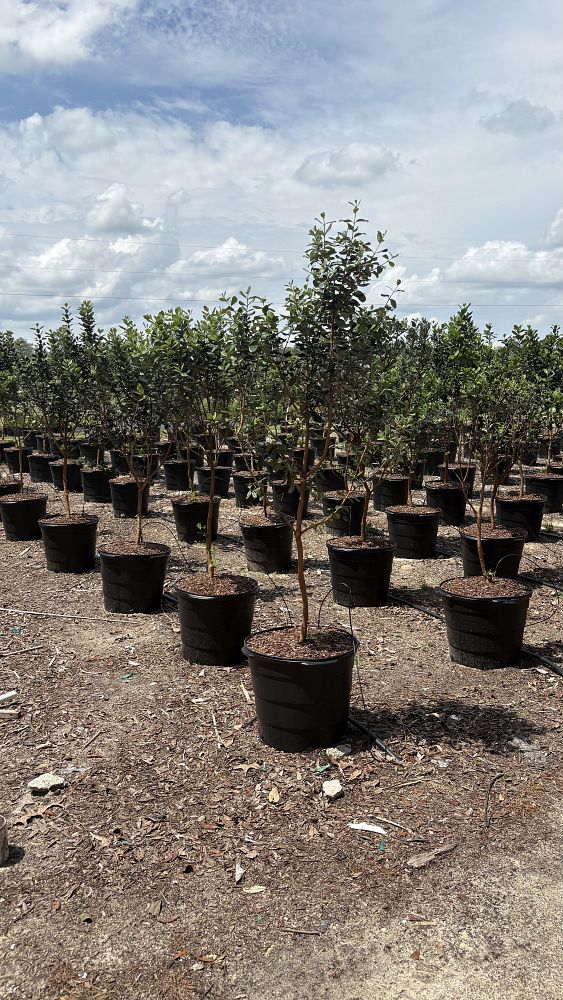 acca-sellowiana-pineapple-guava-feijoa-sellowiana