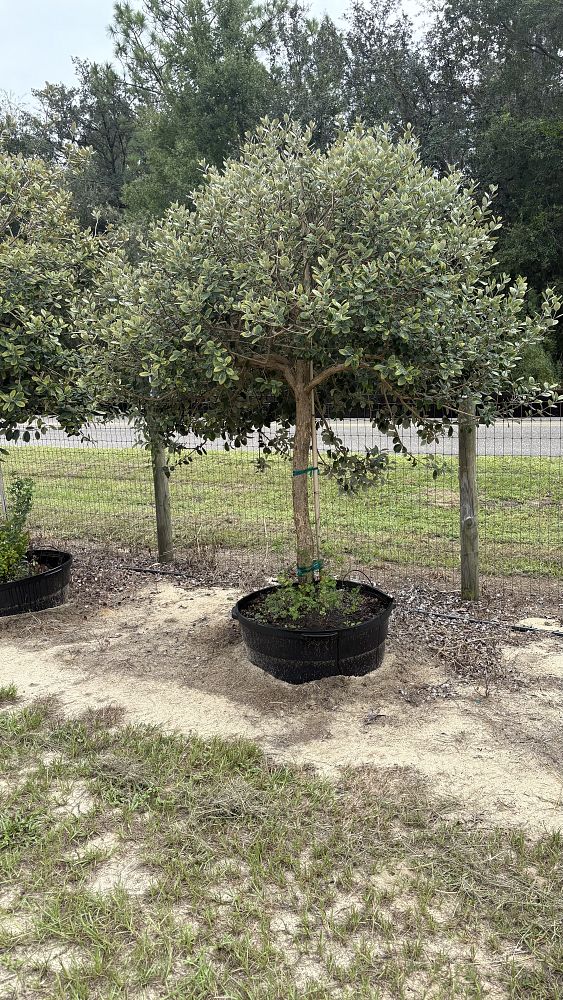 acca-sellowiana-pineapple-guava-feijoa-sellowiana