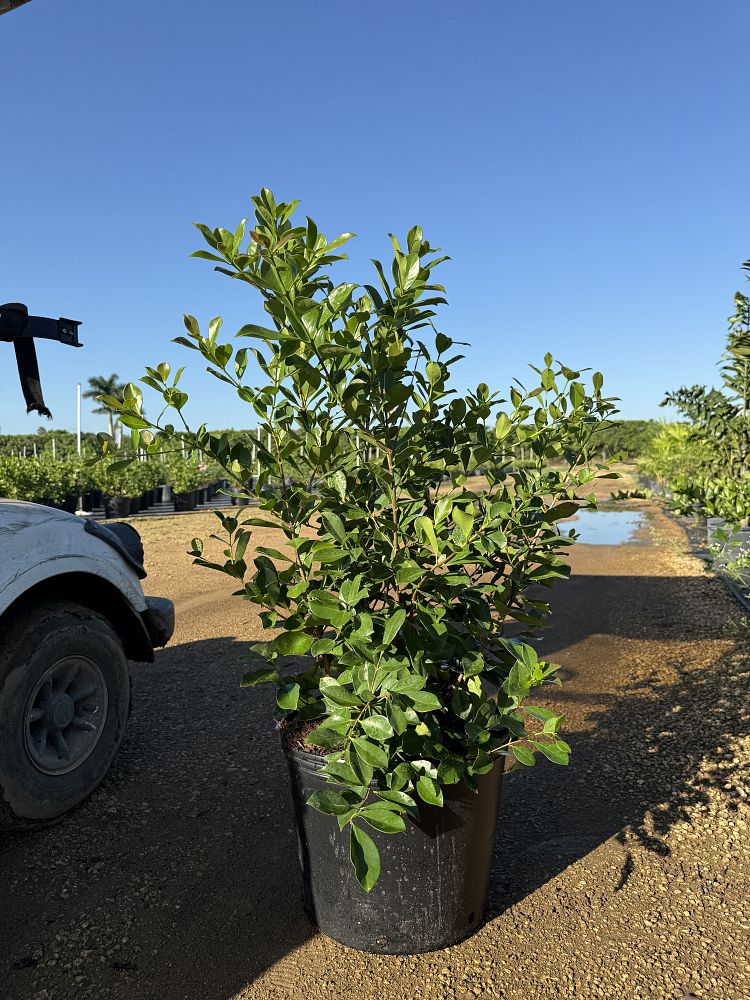 acca-sellowiana-pineapple-guava-feijoa-sellowiana