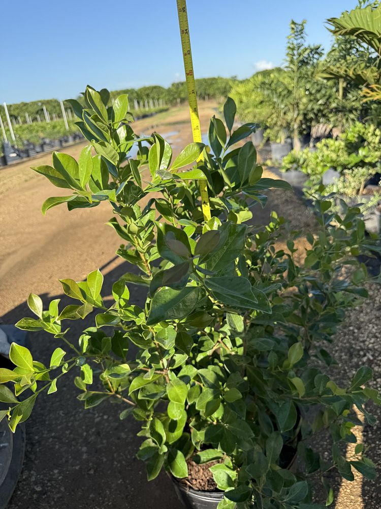 acca-sellowiana-pineapple-guava-feijoa-sellowiana