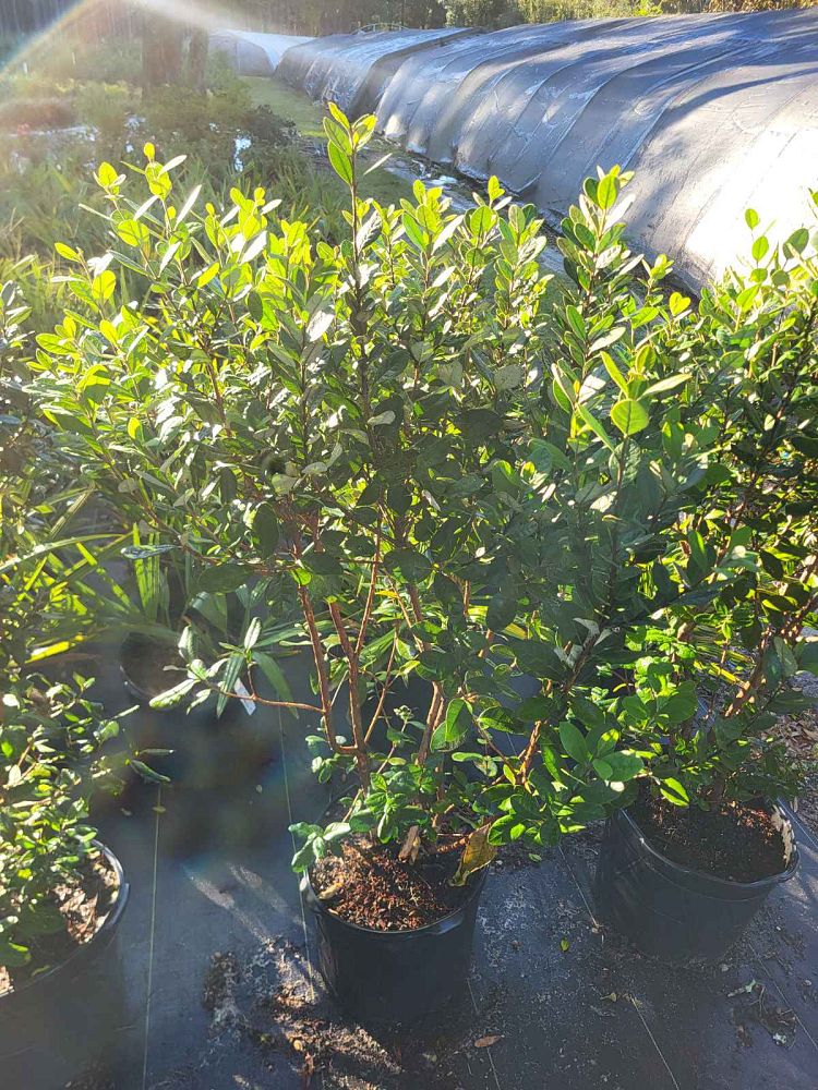 acca-sellowiana-pineapple-guava-feijoa-sellowiana