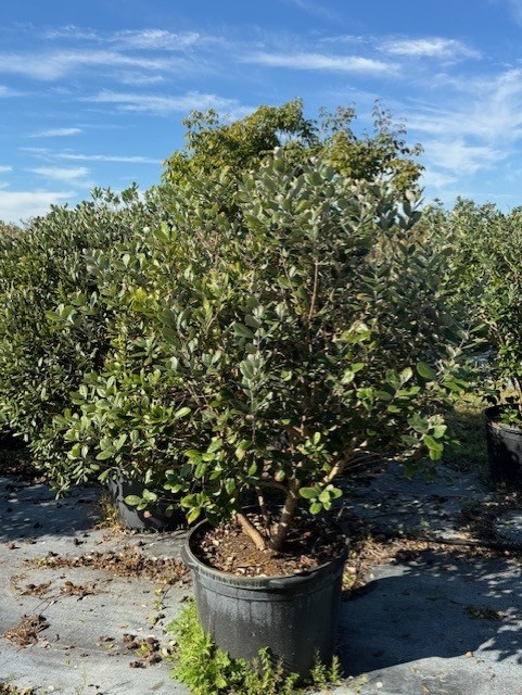 acca-sellowiana-pineapple-guava-feijoa-sellowiana