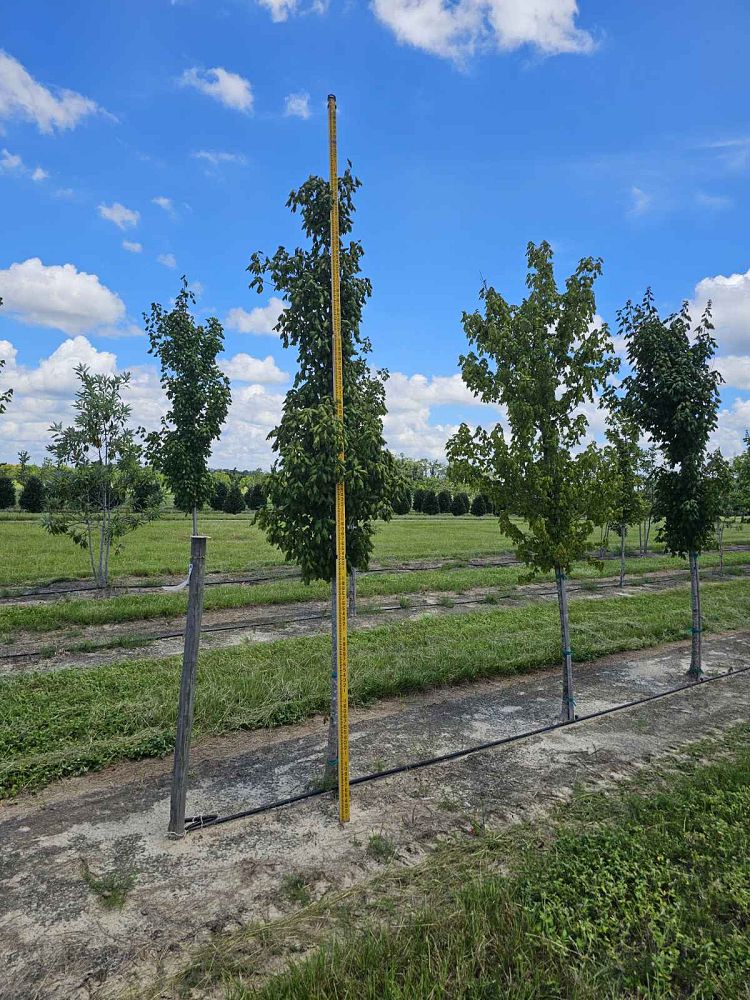 acer-barbatum-florida-maple-southern-sugar-maple