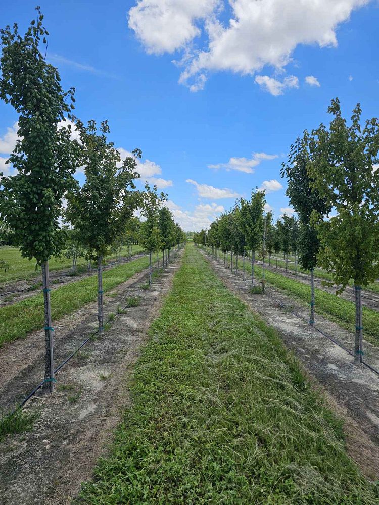 acer-barbatum-florida-maple-southern-sugar-maple