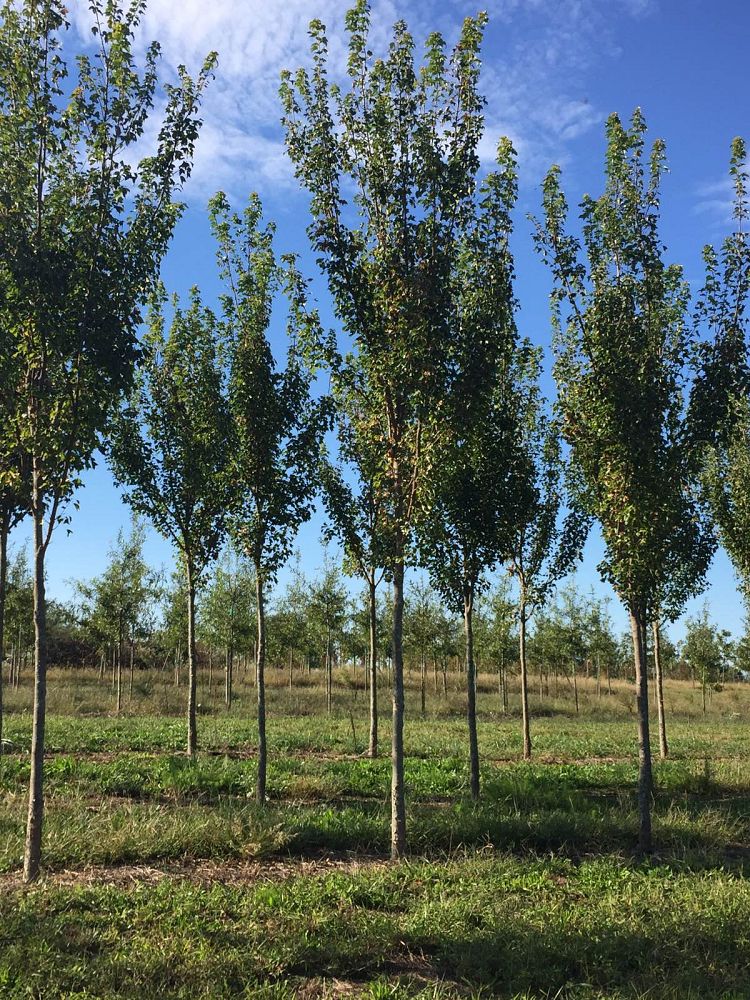 acer-buergerianum-abfss-trident-maple-valynor