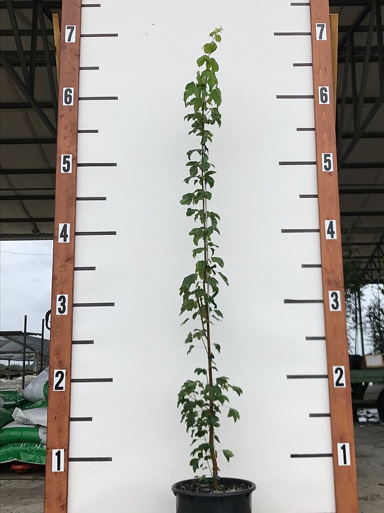 acer-buergerianum-abfss-trident-maple-valynor