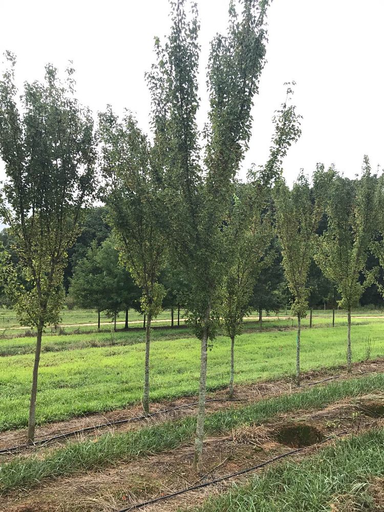 acer-buergerianum-abfss-trident-maple-valynor
