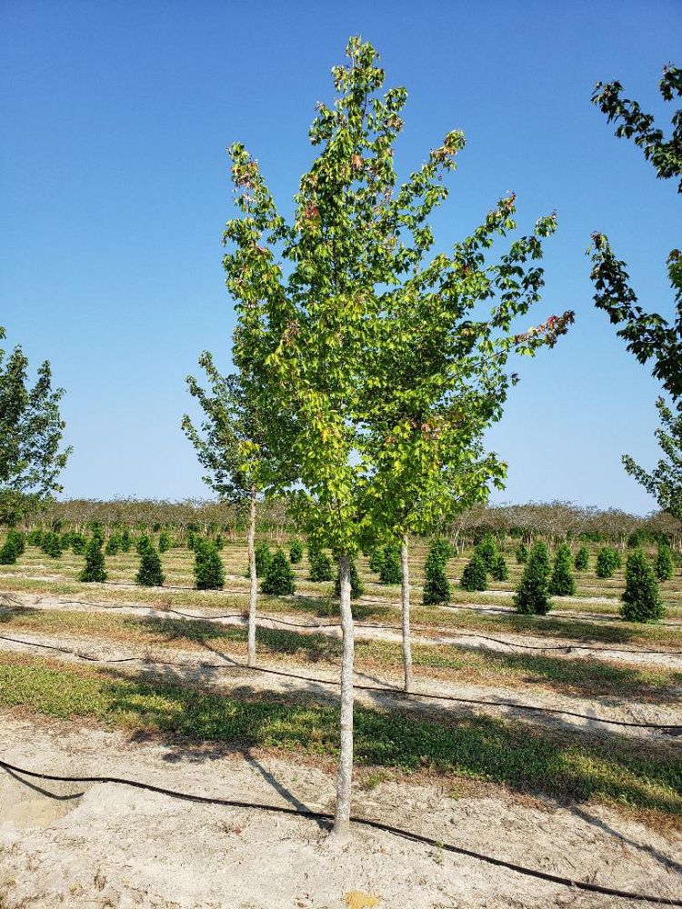 acer-buergerianum-aeryn-trident-maple