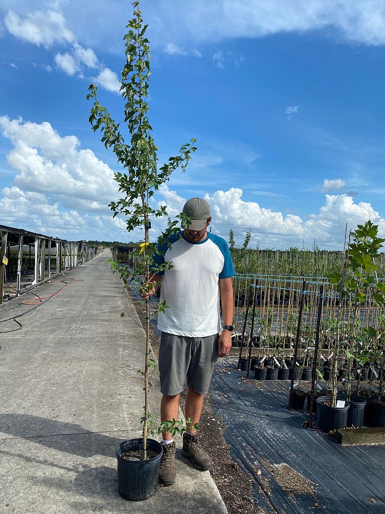 acer-buergerianum-aeryn-trident-maple