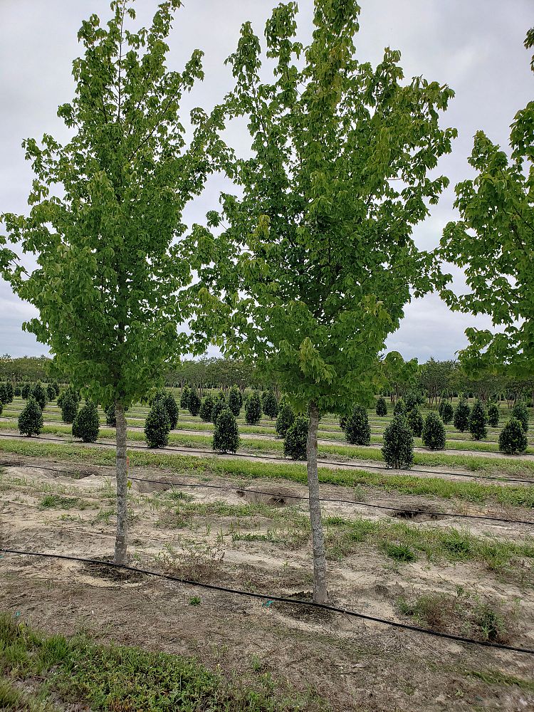 acer-buergerianum-aeryn-trident-maple