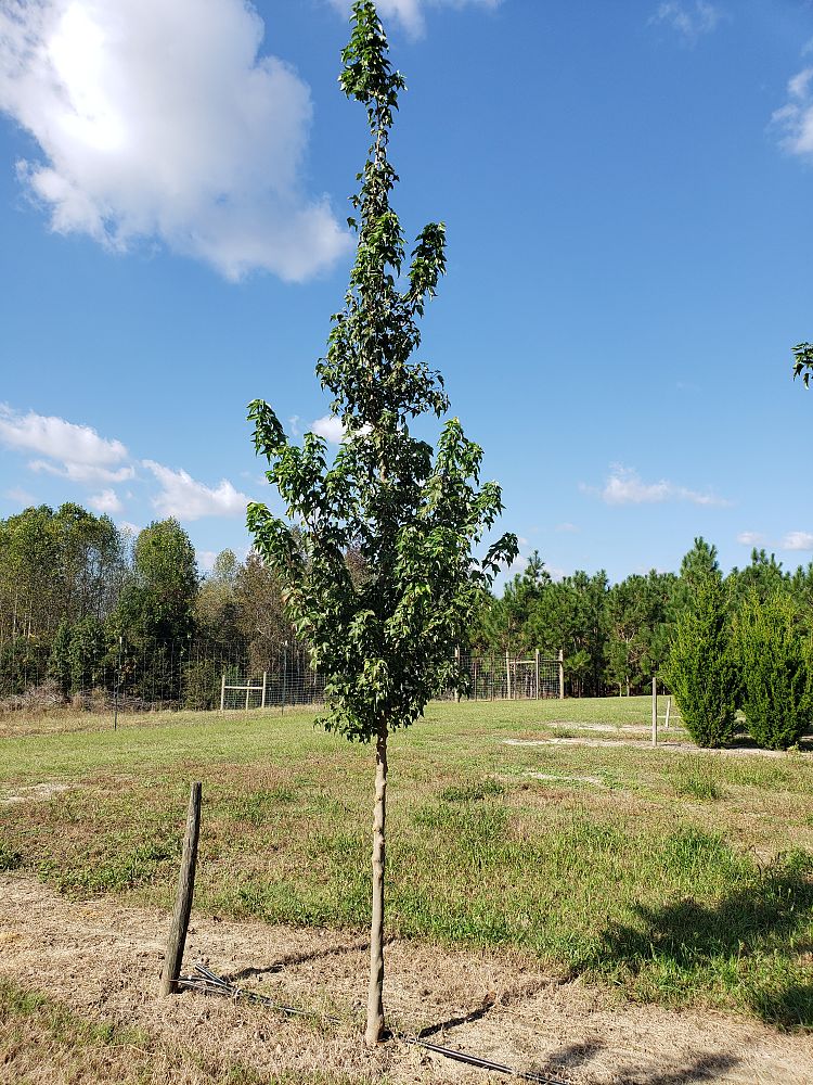 acer-buergerianum-aeryn-trident-maple