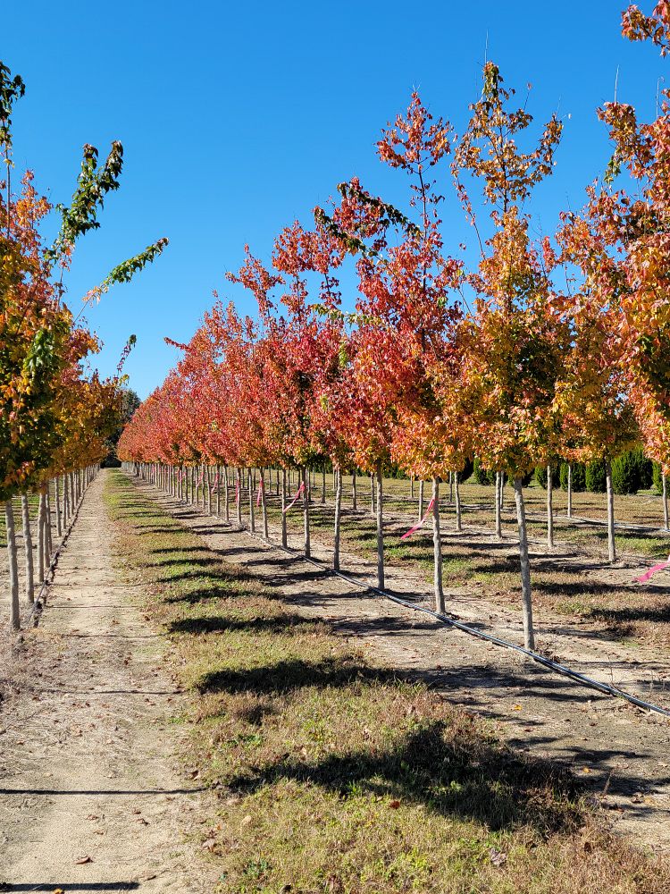 acer-buergerianum-aeryn-trident-maple