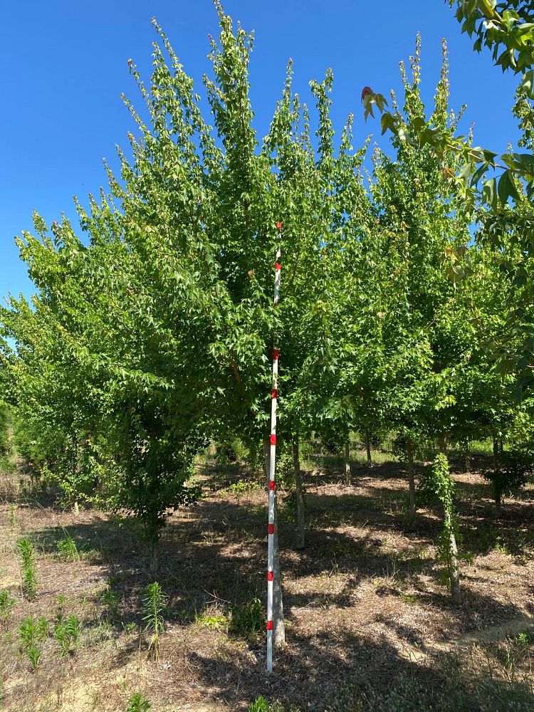 acer-buergerianum-aeryn-trident-maple