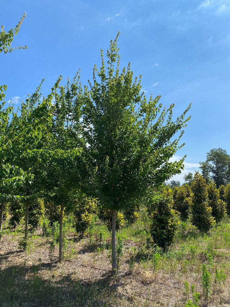 acer-buergerianum-aeryn-trident-maple