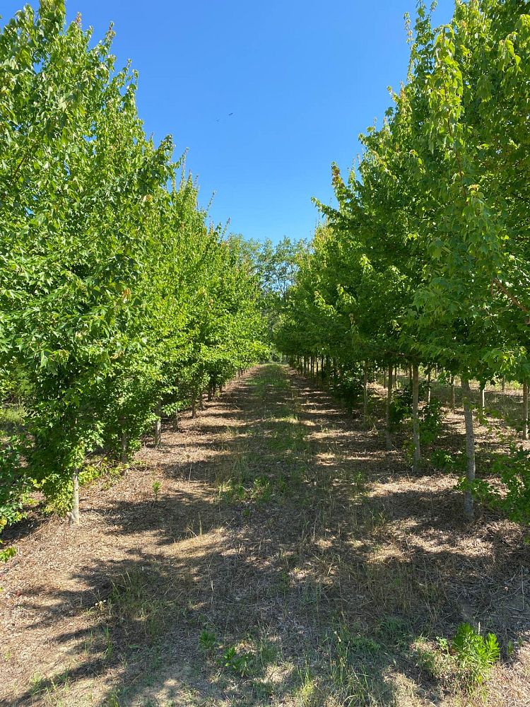 acer-buergerianum-aeryn-trident-maple