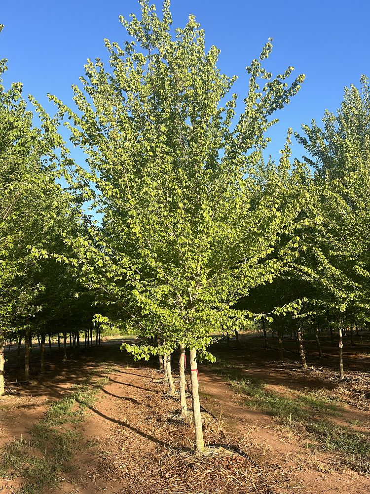 acer-buergerianum-aeryn-trident-maple