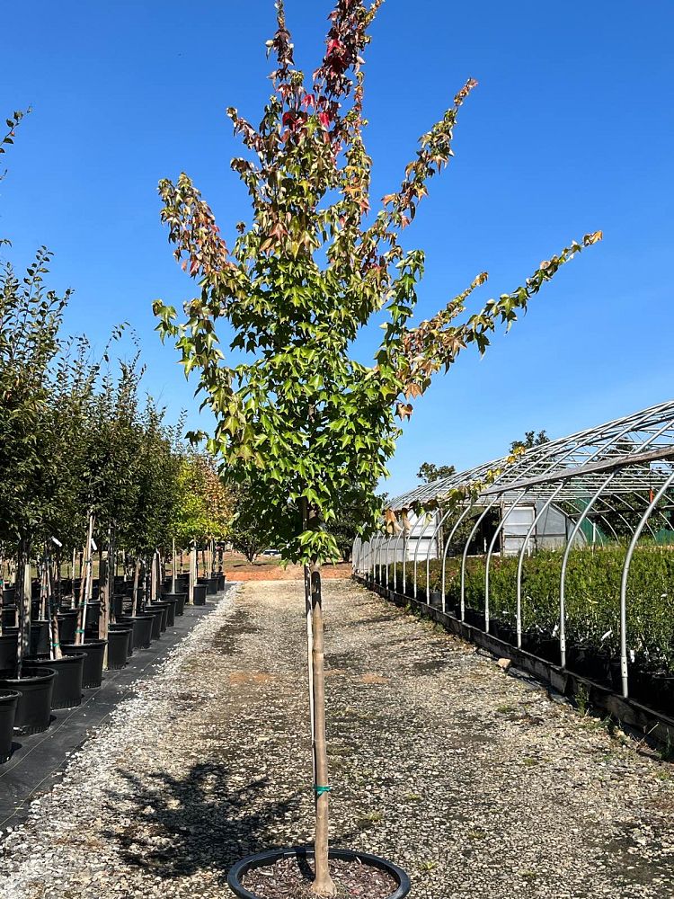 acer-buergerianum-aeryn-trident-maple